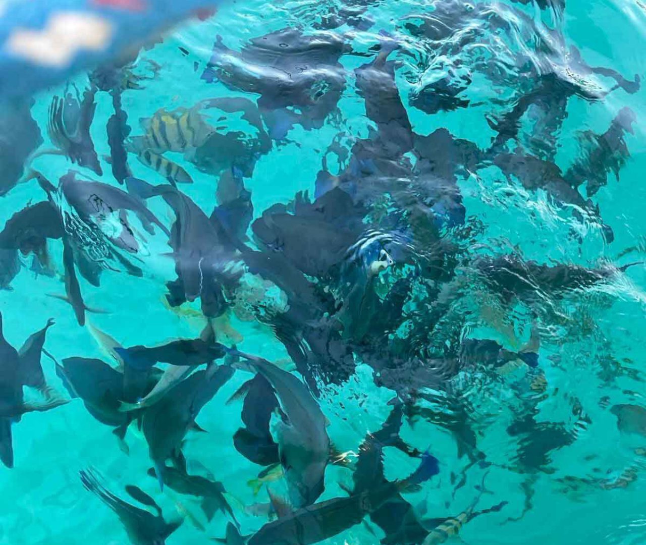 Foto_wetenschap_natuur Foto_wetenschap_natuur